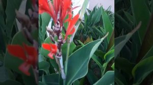 В лунном сиянье троечка мчится....