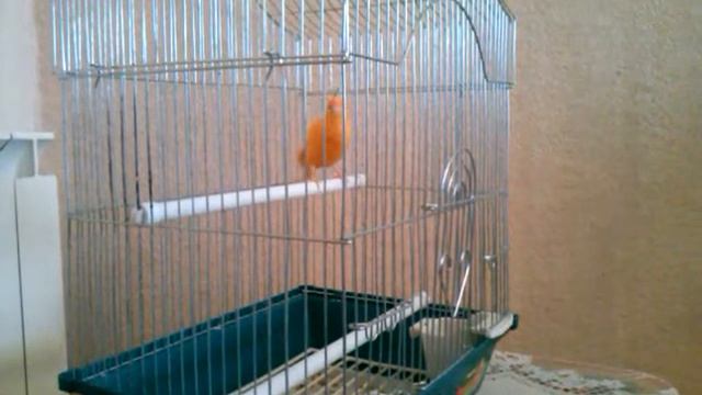 Певец-пародист... смотреть онлайн