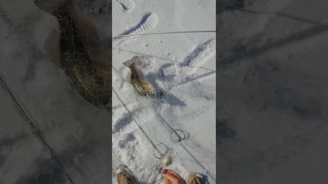 Рыбалка на хапугу,вытащили дуплетом #slingshotfishing #рыбалка #рыбалкасрогаткой #хапуга смотреть онлайн