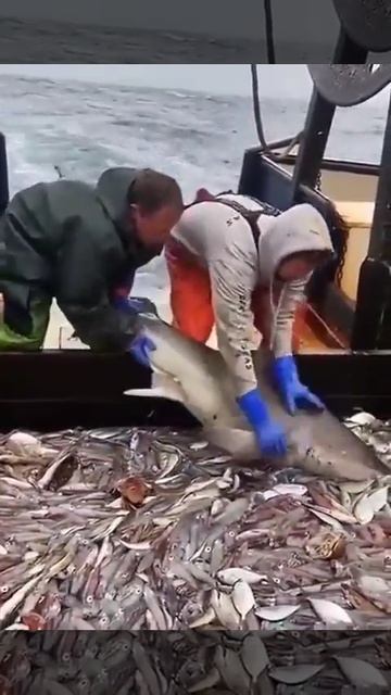 Ненасытная рыбёшка