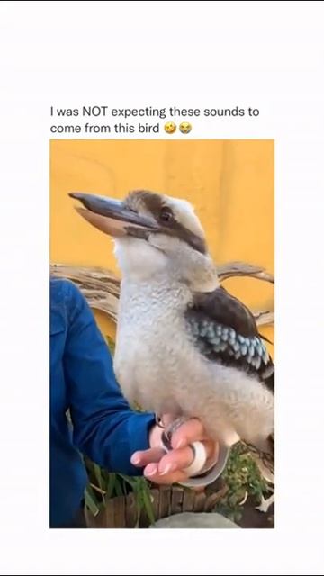 America's latest news This is what a Kookaburra bird sounds like смотреть онлайн