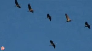 СУПЕР Прекрасная Песня! Красивые Полёты Журавлей! Алексин - Крик Журавлей & TECHNO MUSIC SPACE (TMS