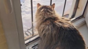 ОТ ПРОКЛЯТИЯ КОШКИ…ОТМОЛИТЬ СЕБЯ…ДЛЯ ВСЕХ…ВЕДЬМИНА ИЗБА ИНГА ХОСРОЕВА