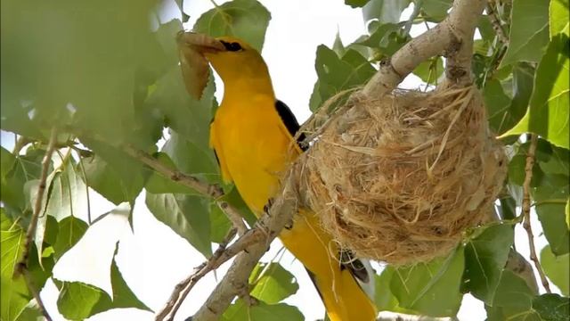 Птичка Иволга! смотреть онлайн