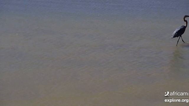 Elegant Goliath Heron. Explore.org 29 October 2020 смотреть онлайн