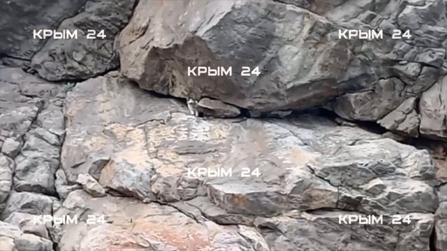 Кошка, выброшенная психом в Крыму, выжила!
Животное обнаружили волонтеры — Муся находится на обрыве