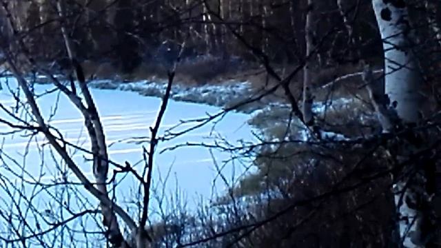 Лиса на манок смотреть онлайн