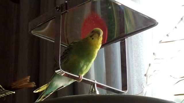 Дуэт волнистиков смотреть онлайн