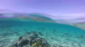 Подводный мир Шарм Эль шейха.