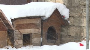 Стая собак загрызла девятилетнюю девочку в Ставрополе