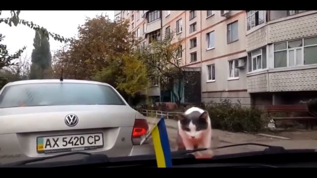 Cat jumper смотреть онлайн