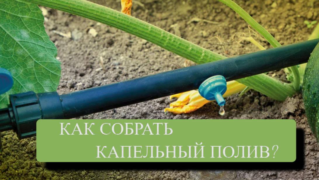 Как собрать капельный полив на участке?