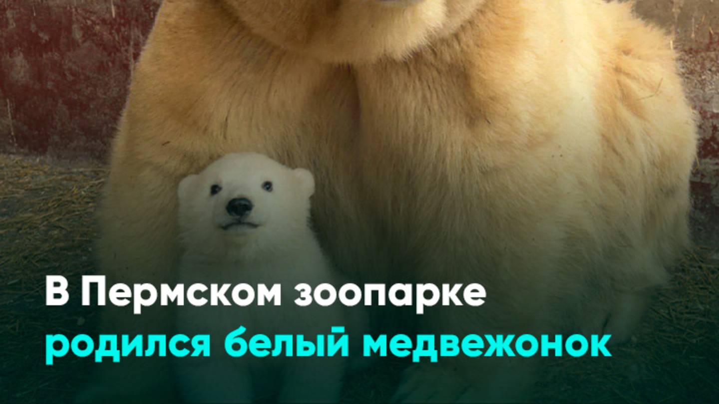 В Пермском зоопарке родился белый медвежонок