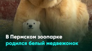 В Пермском зоопарке родился белый медвежонок