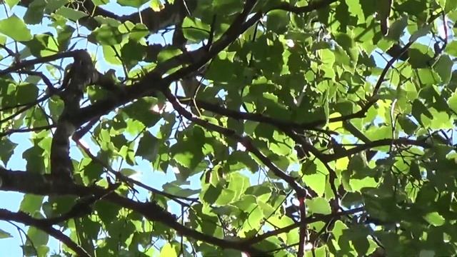 зеленая пересмешка смотреть онлайн