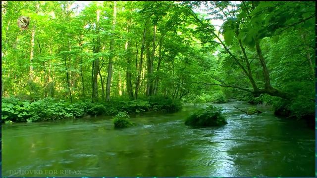 Глубокий лес. Зеленый ручей ✦ Sounds Of Nature ✦ Relax Sleep смотреть онлайн