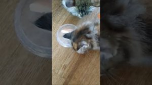 кошка ест корм 2 реакция