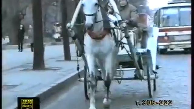 Лошадь Королева Харьков  ул Сумская .