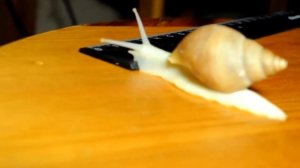 Улитка ползет под Running in the 90