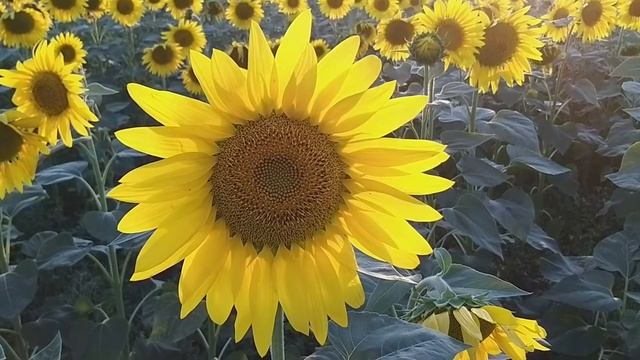 С Международным женским днём ! смотреть онлайн