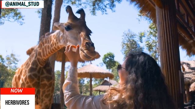 HERBIVORES - ELEPHANT, COW, HORSE, GOAT, GIRAFFE - ANIMAL SOUNDS / Травоядные слон, корова, лошадь смотреть онлайн