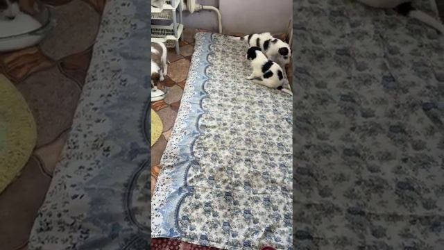 щенки русской псовой борзой, родились 25 июня 2024, продажа, 2 мальчика, 1 девочка