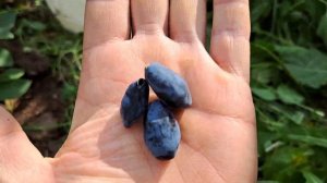 жимолость Рэбека