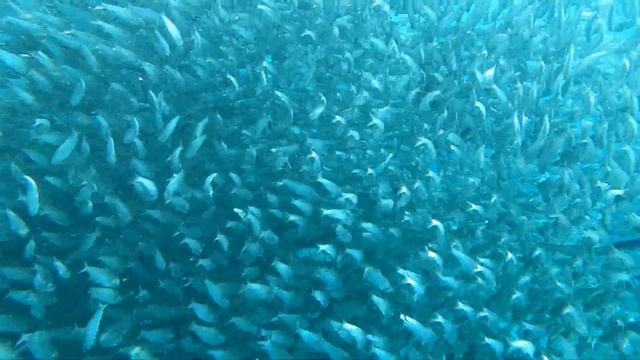 Сардины3 смотреть онлайн