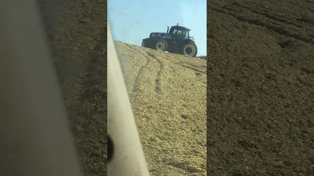 Ensilando maíz para el ganado смотреть онлайн