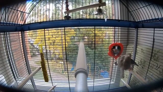 Как летают амадины смотреть онлайн