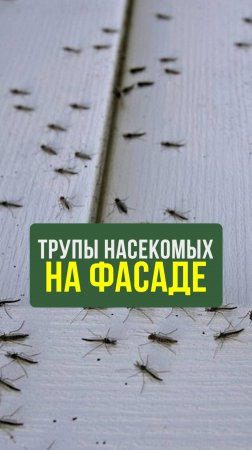 Самый рискованный способ покраски: вас ждёт страшный фасад #Строительство