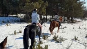 Поехали в сосновый лес! Кросс не сдали по техническим причинам😨