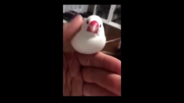 Топ подборка приколов с птицами декабрь 2019 смотреть онлайн