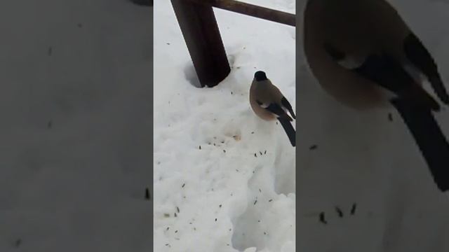 Птицы и Музыка. #снегири #чечётки #синицы #поползень смотреть онлайн