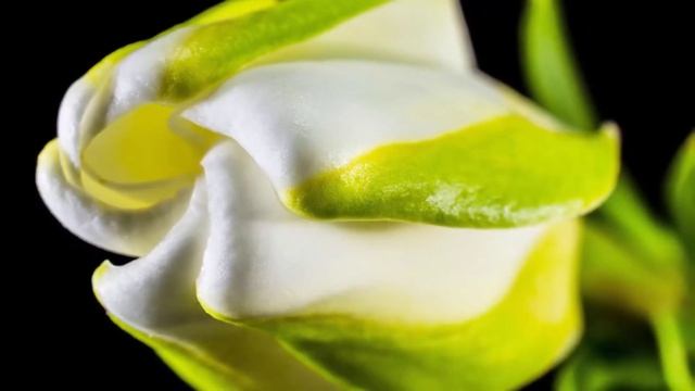 Самая красивая мелодия на свете, можно слушать бесконечно Сергею Чекалину!Cпокойная музыка для души смотреть онлайн