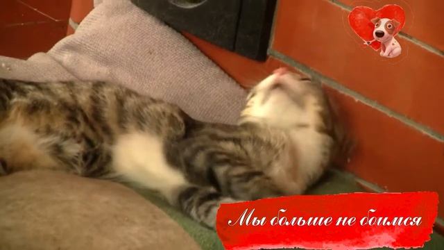 Агата и Клео - видеоистория. Котята до и после. смотреть онлайн