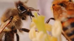 ЛЕЧЕНИЕ ПЧЕЛАМИ. ОМОЛОЖЕНИЕ. АПИТЕРАПИЯ, АПИДОМИК