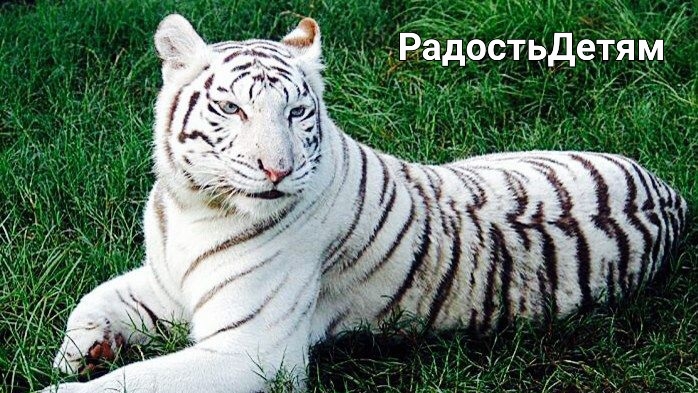 Факты о белых тиграх для детей