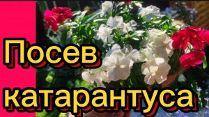 КАТАРАНТУС. Посев, черенкование.