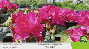Рододендрон Астрид: идеальный сорт для ярких композиций