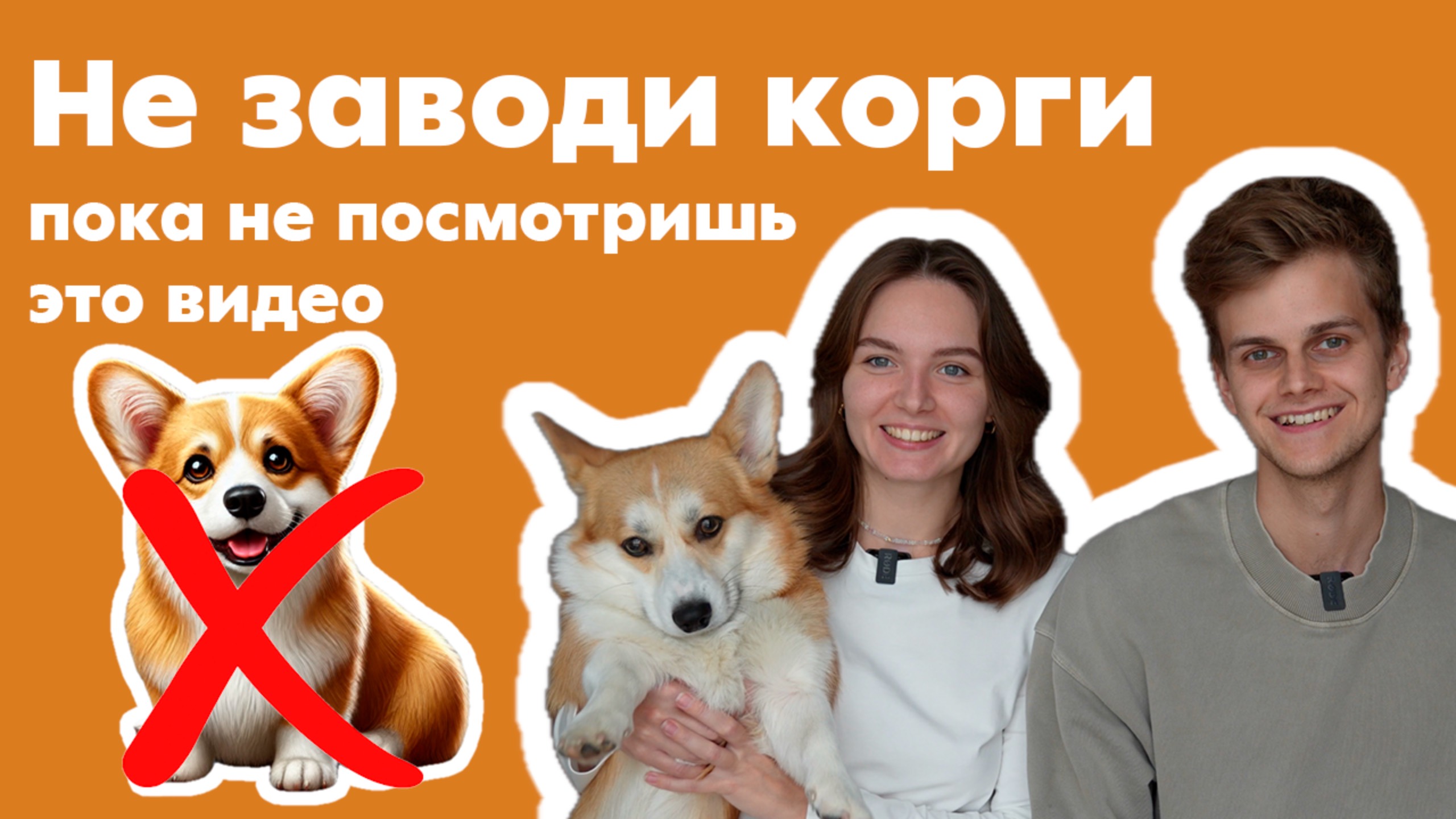 3 совета для владельцев корги. Ошибки, которые нельзя повторять смотреть онлайн