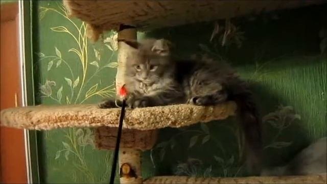 Котенок мейнкун MagicForestBarkhan2,5mon
