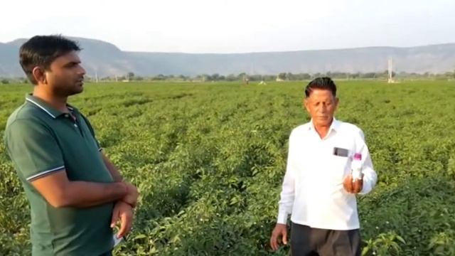 Voliam Targo  Insecticide Syngenta india No.1chili  voliam targo use hindi  voliam targo syngenta