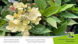 Гортензия Полестар: миниатюрная красавица для уютного сада