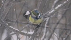 Пение птиц. Пение большой синицы. Звуки природы. Birdsong. Nature sounds.