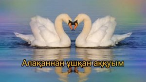 2020ж.Алаканнан ушкан аккуым.