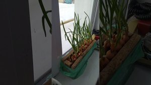 Огород на подоконнике