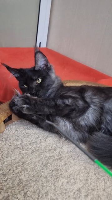 котёнок мейн кун из питомника Страна Гулливеров, gulliver-coon.ru смотреть онлайн