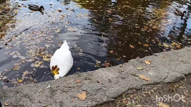 Прогулка по парку Александрия. Ч.4. Финал. Китайский мостик, хрюкающий лебедь и Руины. смотреть онлайн