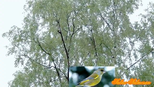 Пение моих певчих птиц - Аудио Запись смотреть онлайн